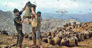 Guano: Fertilisants naturels