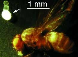 Descubrimiento de una bacteria gigante: Thiomargarita namibiensis
