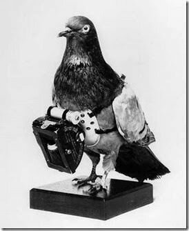 776 a.C. Paloma Mensajera: