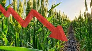 Caída de la agricultura 1910 /1920