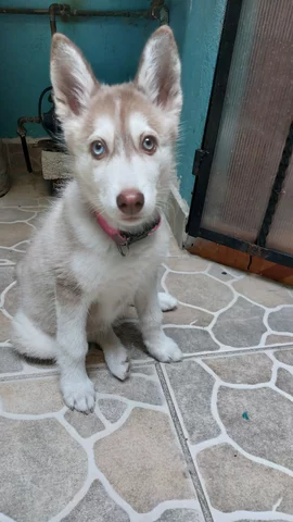 Mi cuarto hijo (perruno)