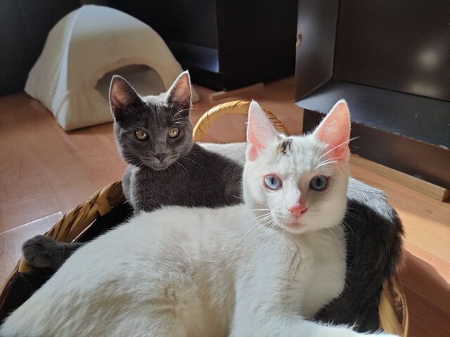 Llegan Natasha y Lua a la familia