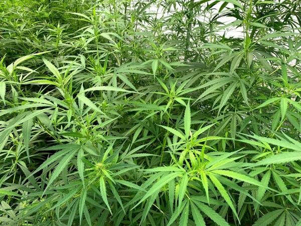 Ofensiva contra los cultivos de marihuana (1978)