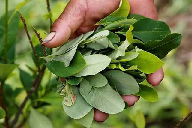 Surgimiento del PNIS (2020)