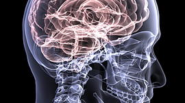 Timeline: HISTORIA DE LAS NEUROCIENCIAS DEL COMPORTAMIENTO