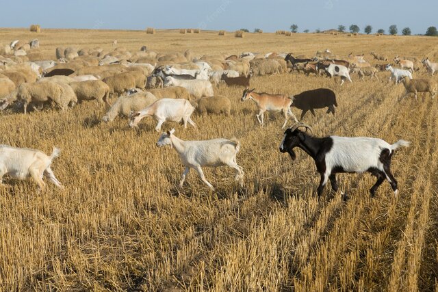 Trigo y cabras
