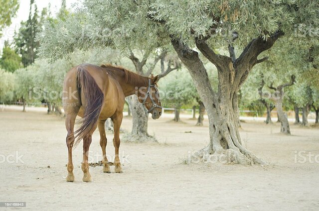 Olivos y caballos