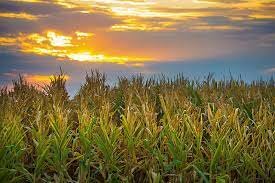 Globalización Arcaíca