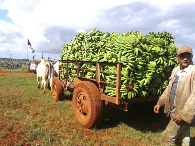 Incorporación de las nuevas especies