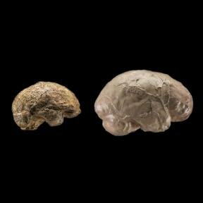 Cerebro (2.5 millones a.C)