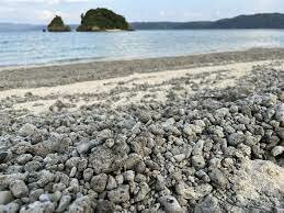 Pumice washed up on shore