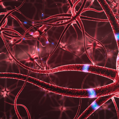 Timeline: ¿De dónde viene y para dónde va el cerebro?