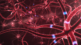 Timeline: ¿De dónde viene y para dónde va el cerebro?