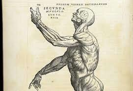 Andreas Vesalius - o escritor
