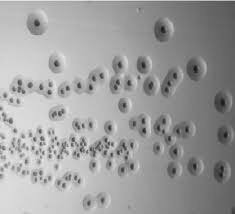 Primera célula sintética