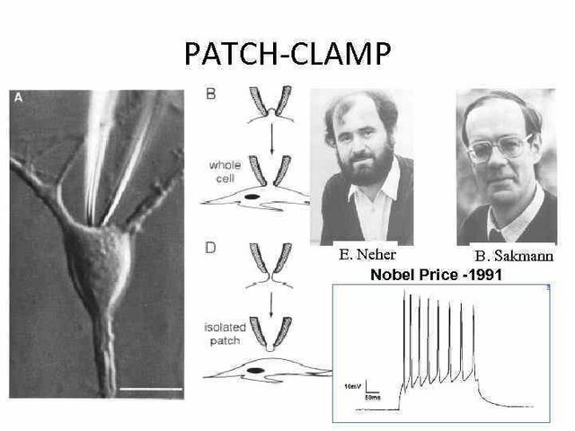 Erwin Neher, Bert Sakmann y  patch clamp