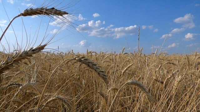 Sembrando fuentes saludables (trigo)