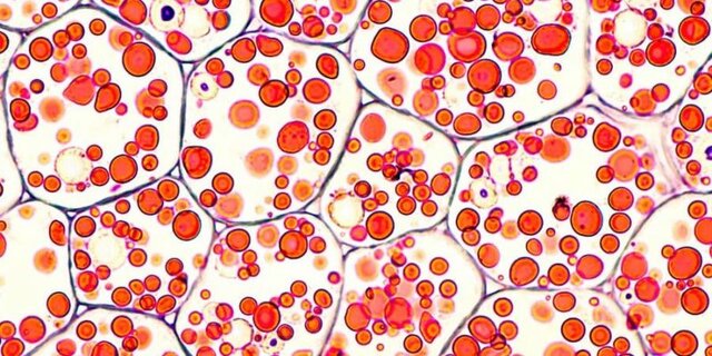 Mathias Schleiden, Theodor Schwann