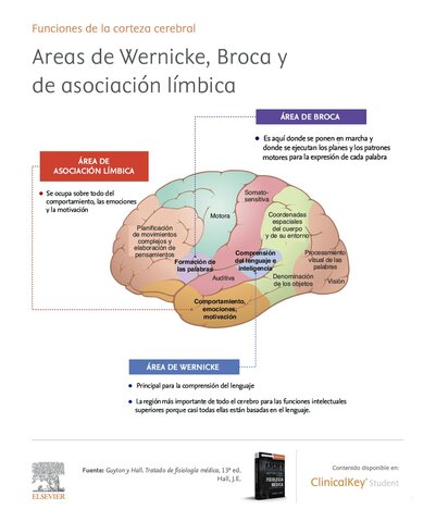 Aportaciones de Broca y Wercnike