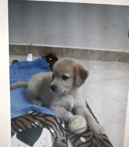 Enseñar a mi perro acoger la pelota