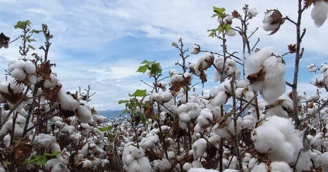 Intercambios comerciales