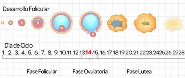 FASE OVULATORIA: MAXIMA FERTILIDAD