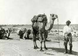 Afghan cameleers