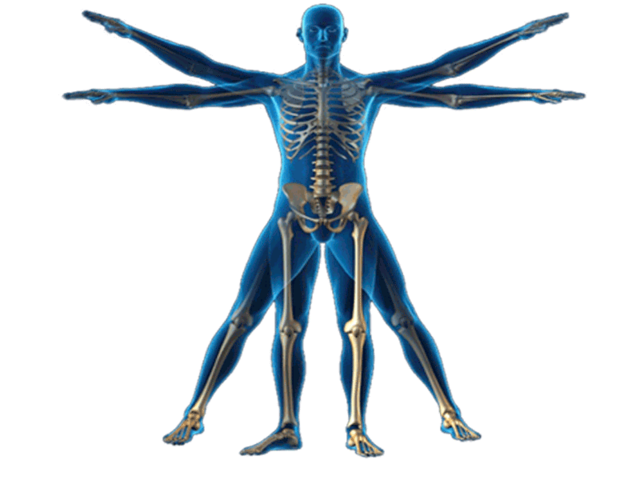 Sale el término "Kinantropometría"