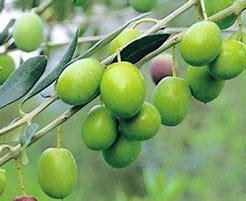 Descubrimiento de América