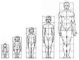 Estructuración como antropometria
