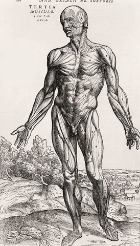 Andrea Vesalio