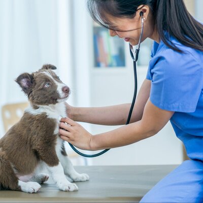 Timeline: the evolution of veterinary technologists and techanians