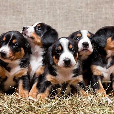 Timeline: Animal Breeders