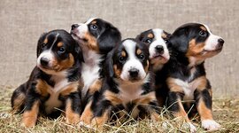 Timeline: Animal Breeders