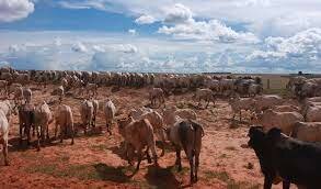 The Rise Of Livestock Grazing