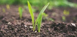 Año Internacional de los Suelos