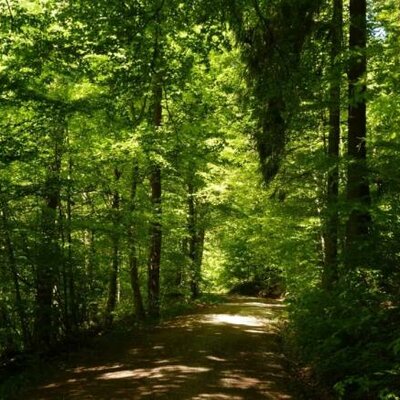 Timeline: Cronología del sistema forestal