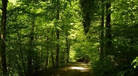 Timeline: Cronología del sistema forestal