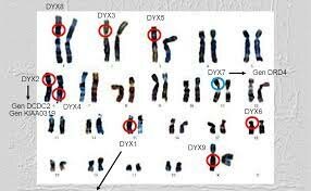 Gen asociado a la dislexia