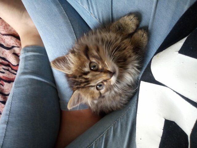 La llegada de Samy a mi vida ​🐈​