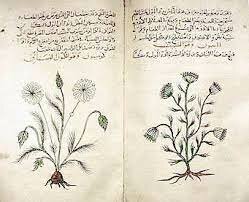 Edad media-Dioscorides (40-90 a.C)