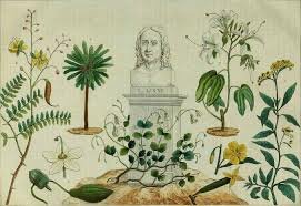 Carlos Linneo-taxonomía