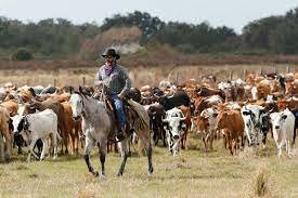 Ranching in today America
