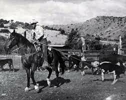 Raising cattle Rose in popularity