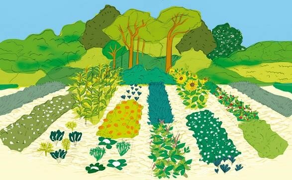 BASILBENSI (primer uso de la palabra agroecología)