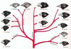 Charles Darwin, el origen de las especies