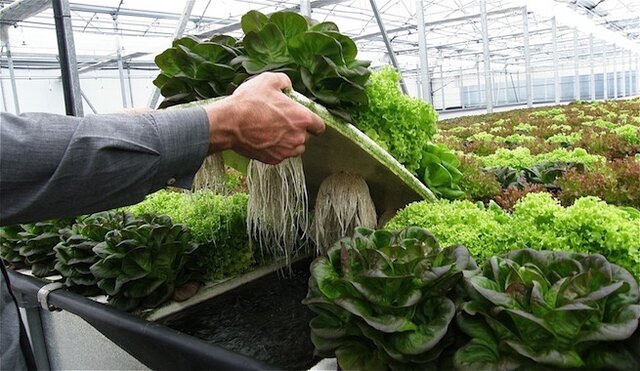 Creación de la hidroponía