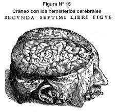 Andrea Vesalius y el tejido cerebral