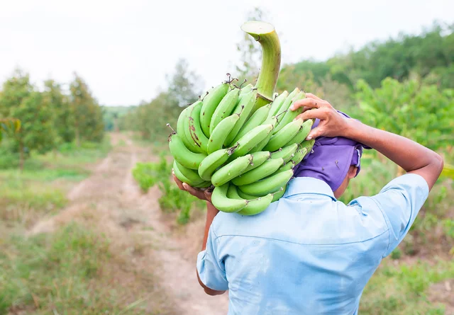 Plátano en el suroeste