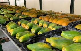 Papaya en el suroeste